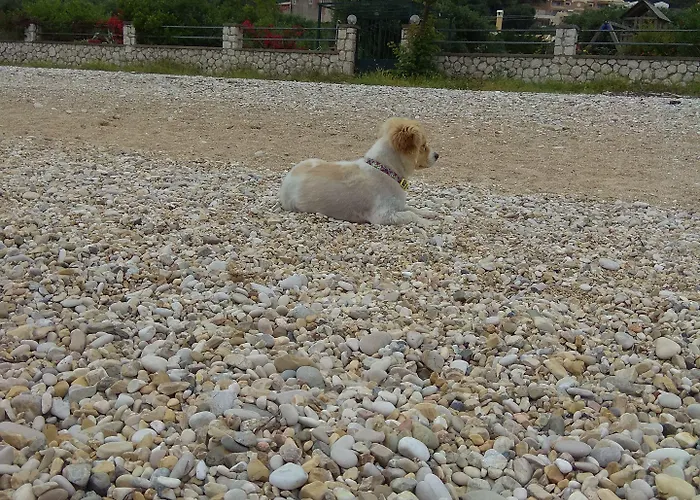 Sarakinos * Barbati